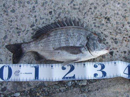 今期初チヌも、ロッド破損